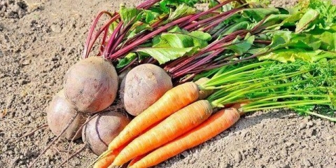 Uslovi sadnje šargarepe u predgrađu